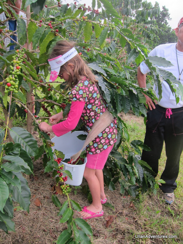 Mara learning to pick ripe coffee cherries