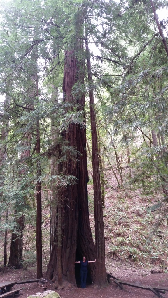 Redwoods6