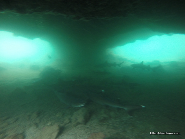 9 Whitetip reef sharks in a cave